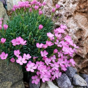 Klinček bulharský - Dianthus Microlepis, kont. P9